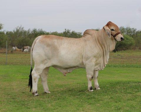 Son - Brahman steer being shown by Carlos "Pops" Guerra III