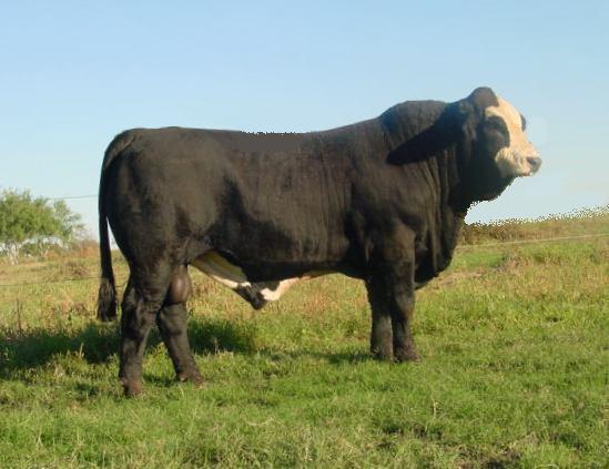 6GLMC TKO - Paternal grandsire