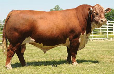 Sire - CMR GVP MR Maternal 156T