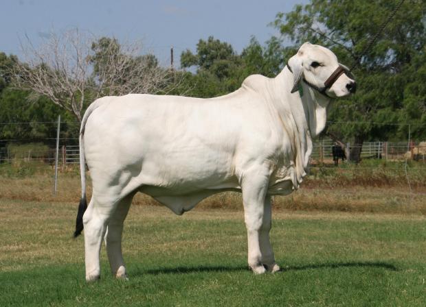 Dam - heavy milking +LMC LF Ambassador daughter