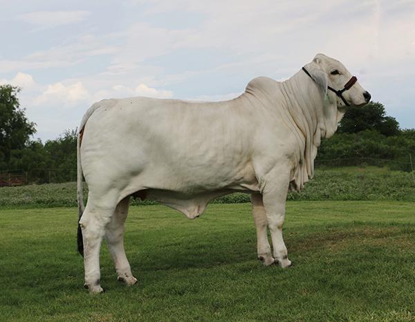 Typical LMC Polled Samson daughter Co-owned with Hondo Martinez