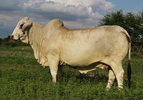 Dam - POLLED Register of Renown "Samantha" - our HERD MATRIARCH