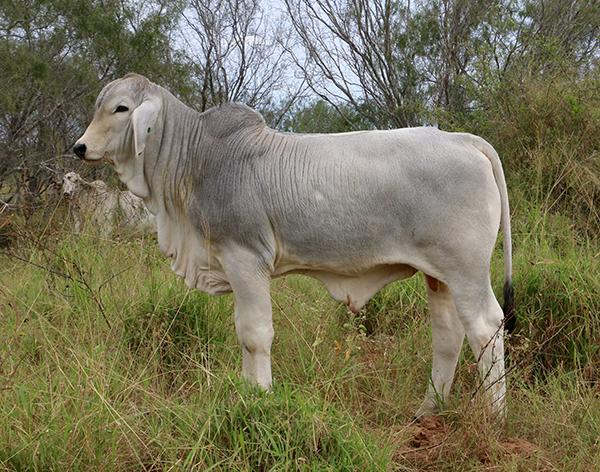 Son - LMC Polled Vitality that sold in last year's Giving THANKS Sale