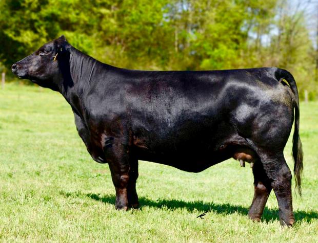 LMC Daydream - Champion Dam of champions and sale toppers. Owned by Joe Seale, Cody Scogin and Victor . 