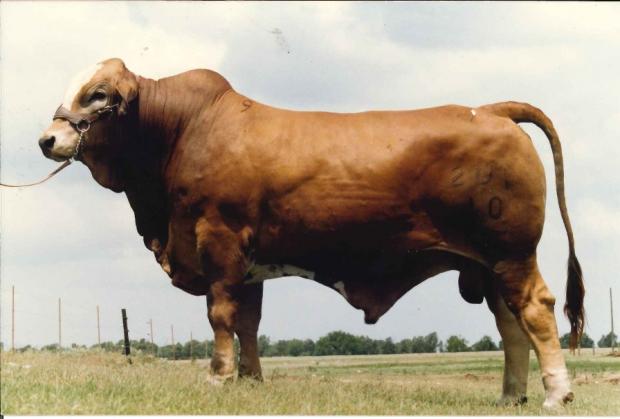 LMC Bravito is  a champion F-1 Simbrah herd bull sired by Bravo.
