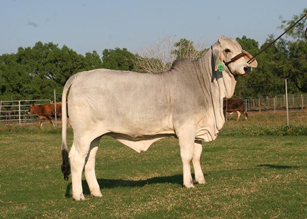 Dam - one of our better young cows 