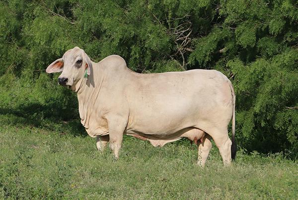 Polled Register of Renown Dam "Samantha"