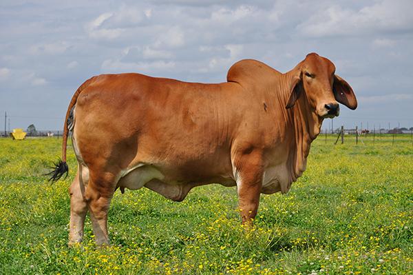 Progeny of Pete: Miss JS Lady N Rouge