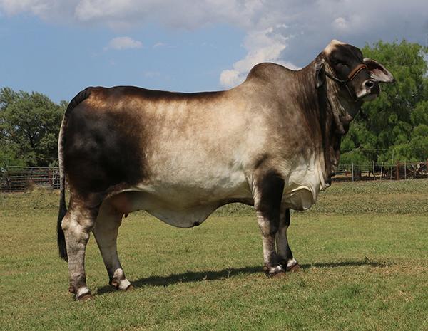 Daughter - LMC Polled Passion - 2016 Reserve International Champion