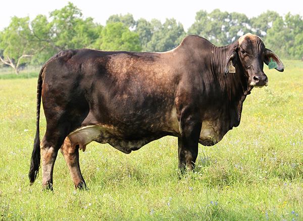 Donor full sister owned with England Cattle Co.