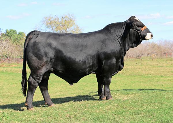 son - Champion and high marbling LMC BBS Manziel. Semen sells as Lot 31.