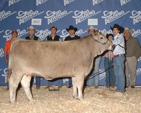LMC LF Devon - champion Vernon daughter