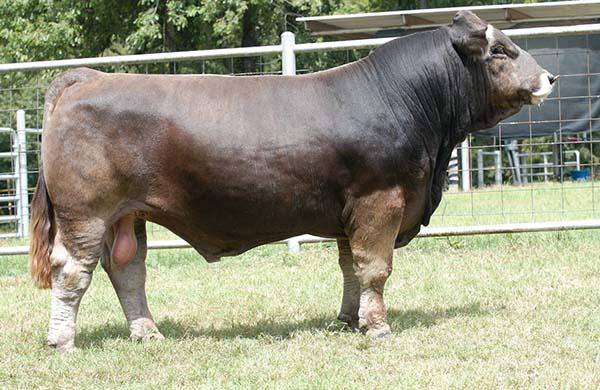 Sire - many times champion Braunvieh - Silverado