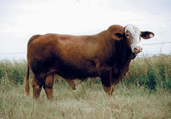 Simbrah grandson - LMC Accountant - A CHAMPION BEEF MACHINE !!!