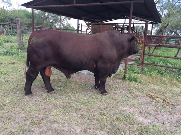 SIRE - BRIGGS 148/12