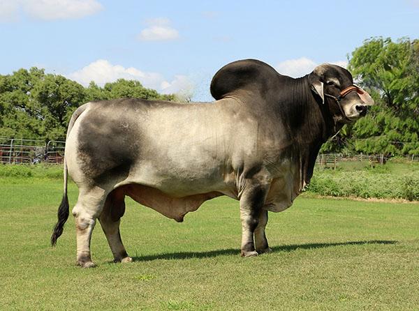SIRE - LMC POLLED SAMBO 45/0