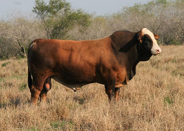 Sire - 2013 National Champion LMC Gold Medal - sire of many champions