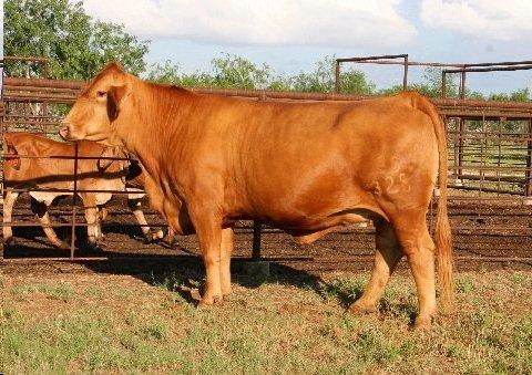 Donor dam of several champions. One of the best ever.
