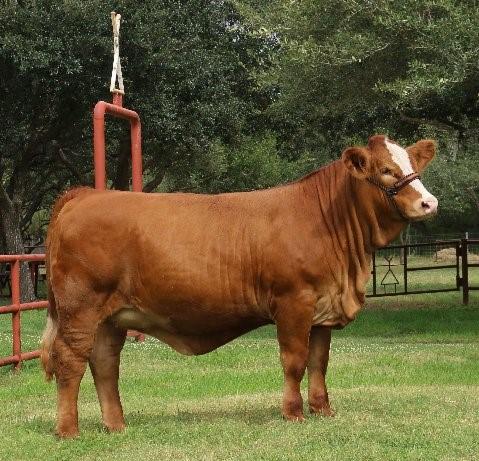 LMC Lucky Charm - full sister to sire & a STANDARD of EXCLLENCE kind of donor. Owned with Louie Flores.