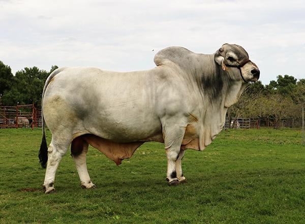 Maternal Grand Sire - one of only three POLLED Register of Renown Bulls - he is our GO TO sire !!