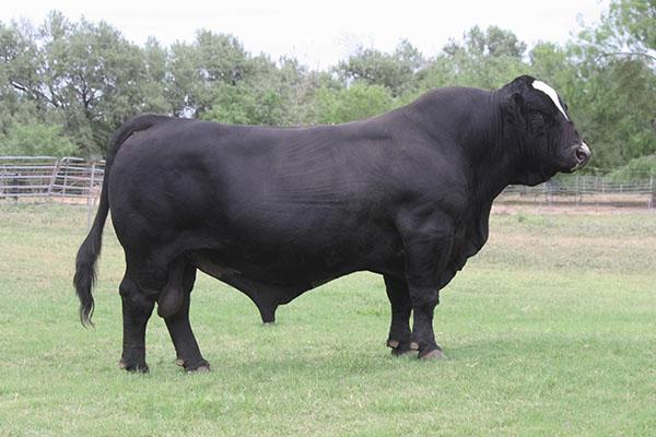 Full sib to Miley - LMC ATZ Dr. Feel Good - 2009 Reserve National Champion - Semen Available