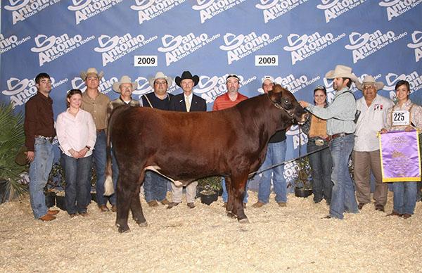 Sire - LMC HS Rocco - many times champion son of LMC EF JW Black & PRR Morning Star.