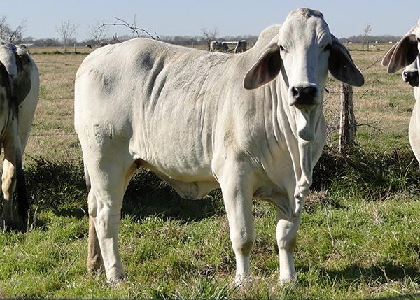 Dam - JDH LADY MANSO 859