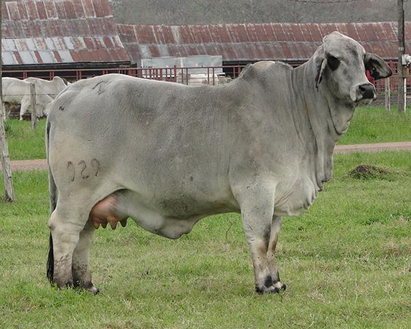 Dam - JDH LADY MANSO 929