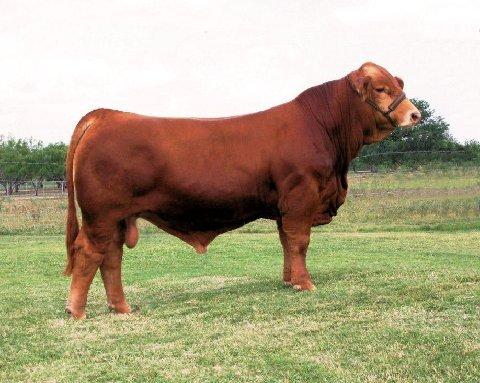 Sire - LN LMC 12th Man Y238