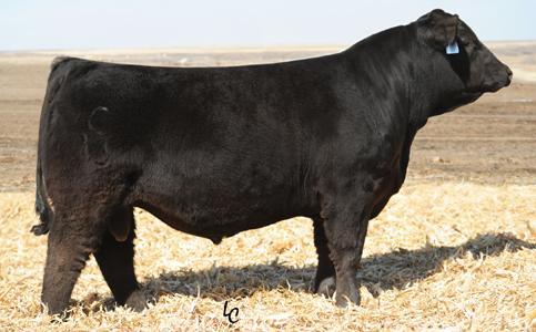 Paternal GrandSire   –   CCR Cowboy Cut 