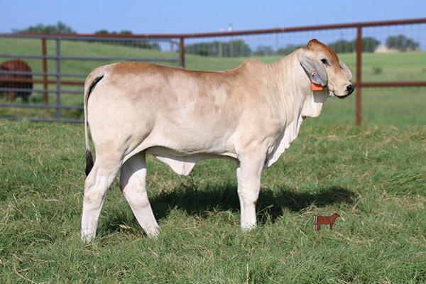 Picture of full sib: J7N Dinela 303/6 