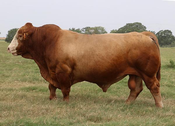Maternal Grandsire – LMC Rhino 