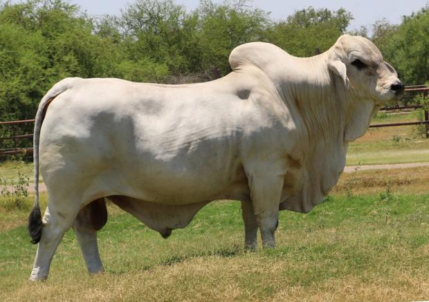 Picture of sire:LMC LF Ambassado