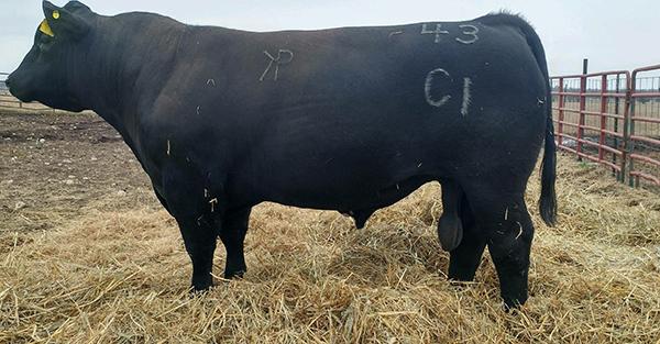SELLS SAFE IN CALF 4 Months to KNP WHISKEY 43C1 AMMA# 467237 