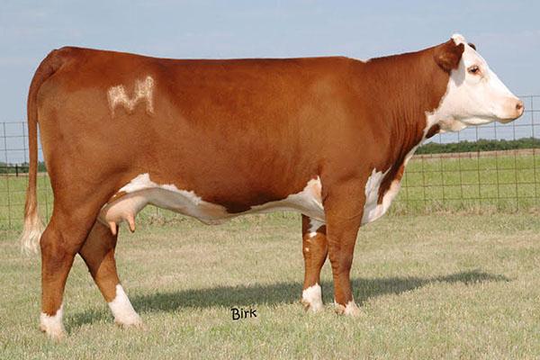 Lot 15 Dam - HVH Oksana 4L 33N