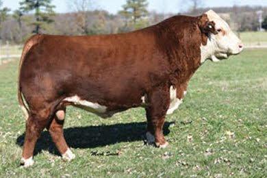 Lot 16 Sire - NJW 33TB 100W Trust 167Y 