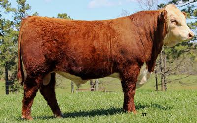 Lot 3 Sire - KCF BENNETT DEVOUT B716 ET  