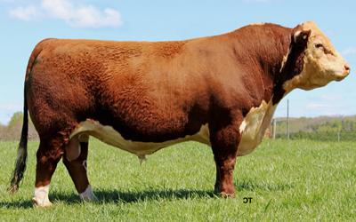 Lot 5 Sire - KCF BENNETT ENCORE Z311 ET  