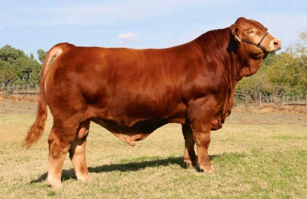 Sire - 2013 National Champion - LMC Gold Medal