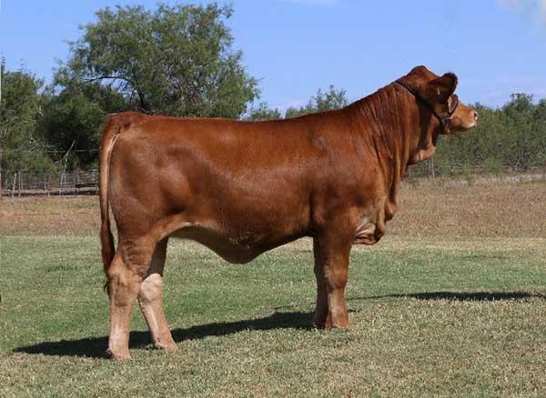 Typical Gold Medal daughter