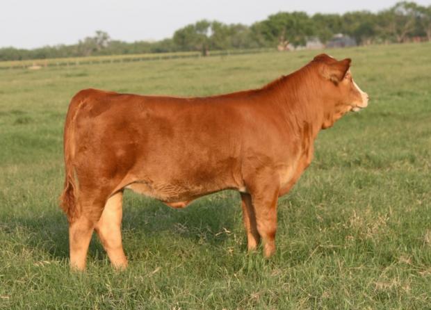 Layla at three months of age