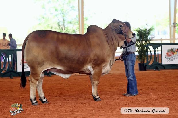 Paternal Half Sister: CT Ms. Red Bean 13/9, 2022 ABBA Show Cow of the Year