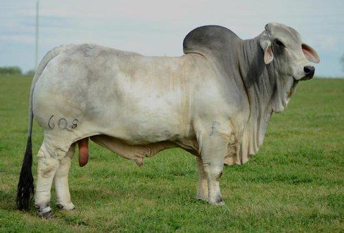Sire: JDH Massai Manso 608/6