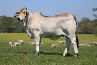 Dam: JDH Lady Rayan Manso 155