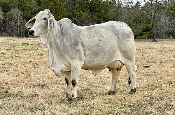 Dam: JDH Lady Satinka Manso 263/2