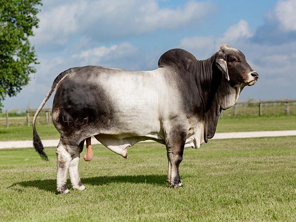 Sire: Mr. V8 460/8