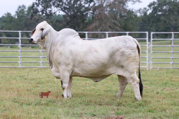 Dam: Miss V8 866/7