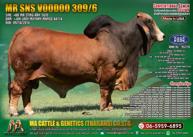 Son: Mr. SNS Voodoo 309/6