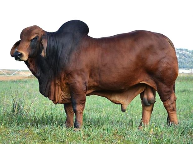 Nioka Pablo - sire to A - 125/2, C - 162/2, D - 163/2 and E - 168/2