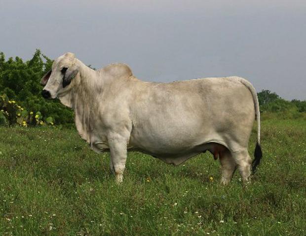 Dam - one of LMC's best cows and a herd bull producer